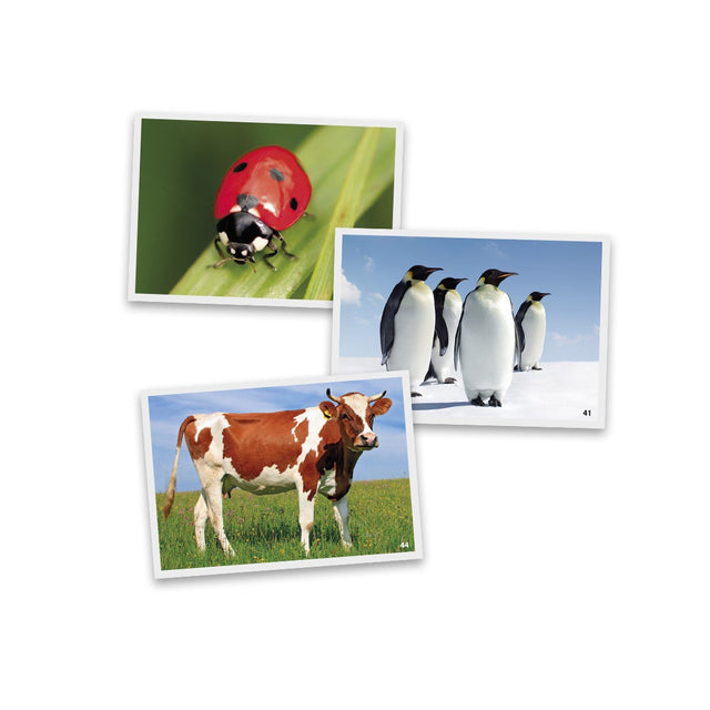 Fotografije: Životinje