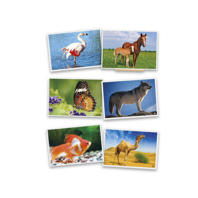 Fotografije: Životinje