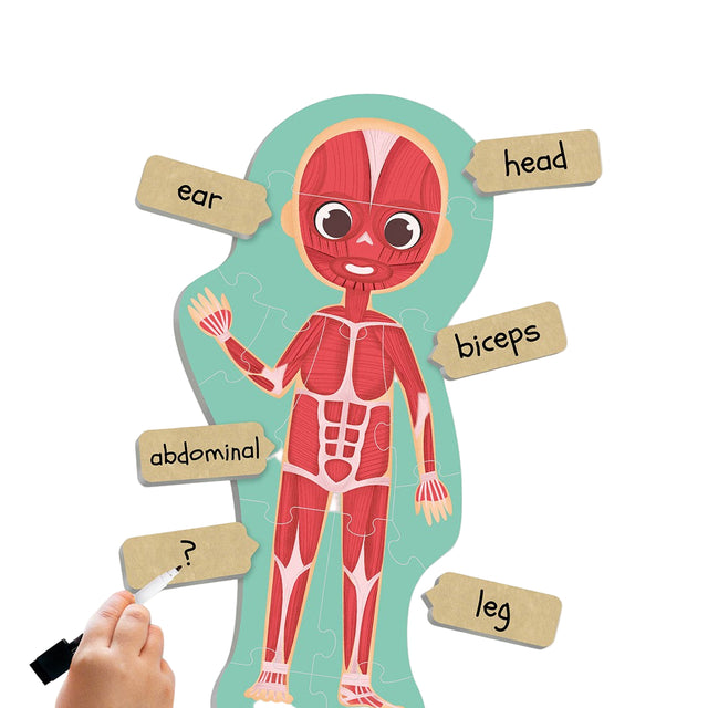 Maxi puzzle: Ljudsko tijelo